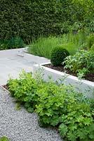 Small contemporary garden in June with raised rendered border and Alchemilla mollis spilling onto gravel path