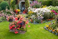 Colourful decorative bicycle holding pots with Begonia and Lobelia on a lawn and mixed beds filled with perennials, shrub,s Rosa and Buddleja. Summerhouse. Manvers Street, Derbyshire NGS, August