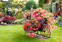 Decorative bicycle holding pots with Begonia and Lobelia on lawn and colourful mixed bed filled with perennials and tender bedding plants. Manvers Street, Derbyshire NGS, August