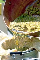 Draining water where Reseda luteola flowers have been soaking to produce yellow dye for fabrics and textiles.