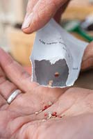 Emptying Tomato 'Jelly Bean Red and Yellow' seeds into hand