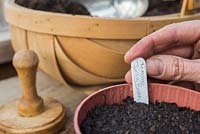Adding plant label for Tomato 'Jelly Bean Red and Yellow' 