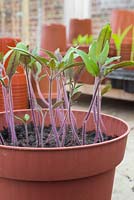 Growth development of Tomato 'Jelly Bean Red and Yellow' - Lycopersicon lycopersicum seedlings