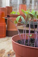 Growth development of Tomato 'Jelly Bean Red and Yellow' seedlings