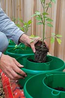 Potting on Tomato 'Jelly Bean Red and Yellow' seedlings into grow bags