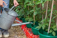 Watering Tomato 'Jelly Bean Red and Yellow' plants