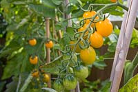Lycopersicon lycopersicum 'Jelly Bean Red and Yellow' - A truss of tomatoes 
