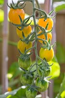 Lycopersicon lycopersicum 'Jelly Bean Red and Yellow' - A Truss of Tomatoes