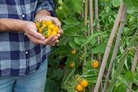 Woman holding bunch of harvested Lycopersicon lycopersicum 'Jelly Bean Red and Yellow' - tomatoes 