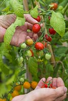 Harvesting Lycopersicon lycopersicum 'Jelly Bean Red and Yellow' - tomatoes 