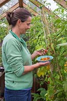 Woman harvesting Lycopersicon lycopersicum 'Jelly Bean Red and Yellow' - tomatoes 