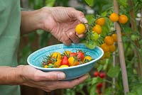 Harvesting Lycopersicon lycopersicum 'Jelly Bean Red and Yellow' - tomatoes 