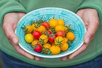 Woman holding decorative bowl of tomatoes - Lycopersicon lycopersicum 'Jelly Bean Red and Yellow' 