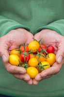 Woman holding bunch of Lycopersicon lycopersicum 'Jelly Bean Red and Yellow' - tomatoes 