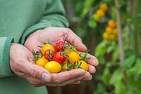 Woman holding bunch of Lycopersicon lycopersicum'Jelly Bean Red and Yellow' - tomatoes 
