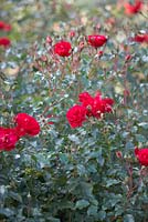 Rosa Red Finesse 'Korvillade' in October.