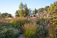 Grass border in October: Pennisetum alopecuroides Hameln, Molinia arundinacea Skyracer, Molinia caerulea Heidebraut, Miscanthus sinensis Kleine Silberspinne, panicum virgatum. Buitenhof garden