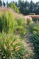 Path through grass borders in October: Miscanthus sinensis, Pennisetum viridescens, Molinia. Buitenhof garden