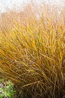 Panicum virgatum 'Warrior' - switch grass - October, France