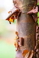 Acer griseum bark - Paperbark maple - October, France