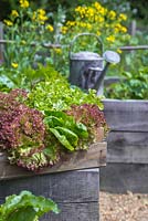A trug containing a variety of harvested Lettuces, next to a raised vegetable bed