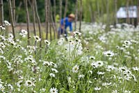 Leucanthemum vulgare in foreground, woman working in vegetable patch in the background