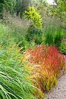 Summer borders of perennials and ornamental grasses. Miscanthus sinensis 'Yakushima Dwarf', Imperata cylindrica 'Red Baron', Molinia 'Windspiel', Echinacea purpurea.