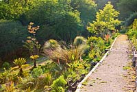 Path through the hot, arid garden. Tremenheere Sculpture Gardens, Cornwall 