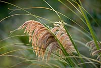 Miscanthus nepalensis - himalayan fairy grass. Tremenheere Sculpture Gardens, Cornwall 