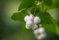 Symphoricarpos albus - Common Snowberry