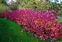Cornus alba ' Sibirica' in autumn colour.