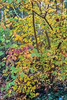 Cornus bretschneideri in autumn