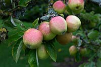 Malus domestica - Pitmaston Pine Apple.  Late dessert apple with unusual pineapple-like taste.  Orchard, nursery and garden on Herefordshire estate.  September.