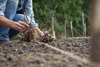 Planting bare root Verbenas in allotment bed using a string guide