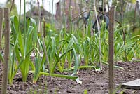 A row of developing Alliums in the cutting garden