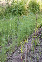Rows of developing Nigella damascena, Allium sphaerocephalon and Setaria italica 'Lowlander'