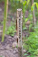 Hazel stick plant label for Helianthus annuus 'Harlequin'