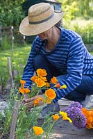 A woman cutting Eschscholzia californica 'Golden Values' flowers