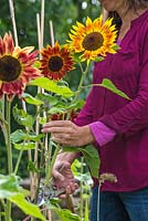 A woman cutting Helianthus annuus 'Harlequin' flowers