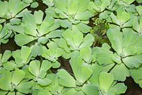Pistia Stratiotes L. Water cabbage