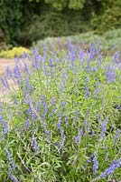 Salvia 'Blue Bedder'