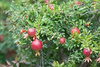 Punica Granatum 'Nana' - pomegranate.