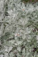 Senecio cineraria 'Cirrus' - silver ragwort