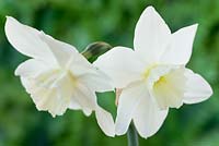 Narcissus 'Tresamble'. Daffodil Division 5 Triandrus, April