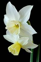 Narcissus 'Tresamble'. Daffodil Division 5 Triandrus,  April
