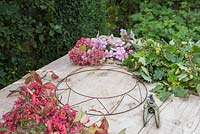 Materials required for constructing autumnal wreath. Circular wire frame, Secateurs, Oak - Quercus robur, Spindle - Euonymus and Hydrangea flowers