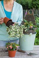Removing Pelargonium 'Frank Headley' from pot