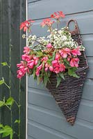 Pink themed wall basket planted with Pelargonium 'Frank Headley' and Begonia 'Blissful' Million Kisses series