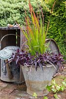 Metal bucket planted with Ipomoea batatas 'Bright Ideas Black' - Bright Ideas Series and Imperata cylindrica 'Red Baron'