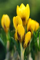 Crocus 'Goldilocks', March flowering dwarf bulb